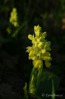 vstavač bledý - Orchis pallens